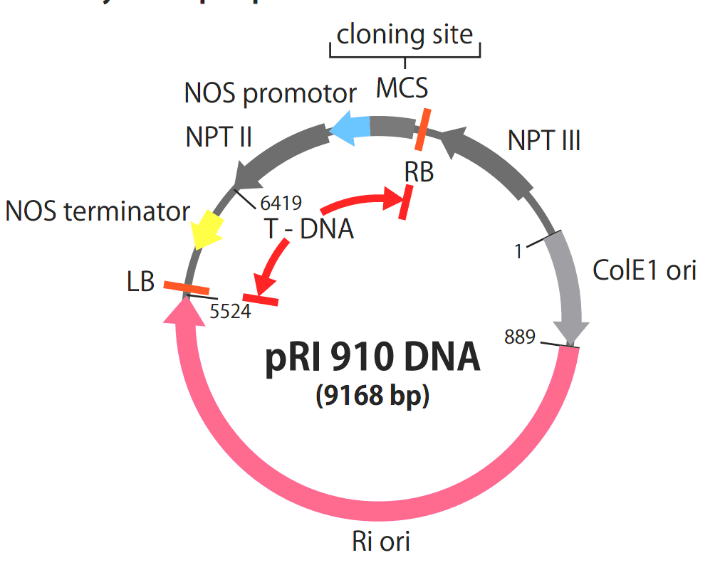 pRI910载体图谱